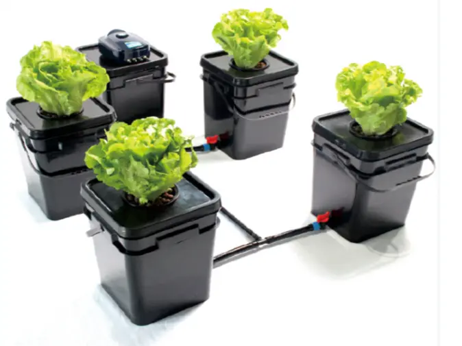 DWC Hydroponic System
