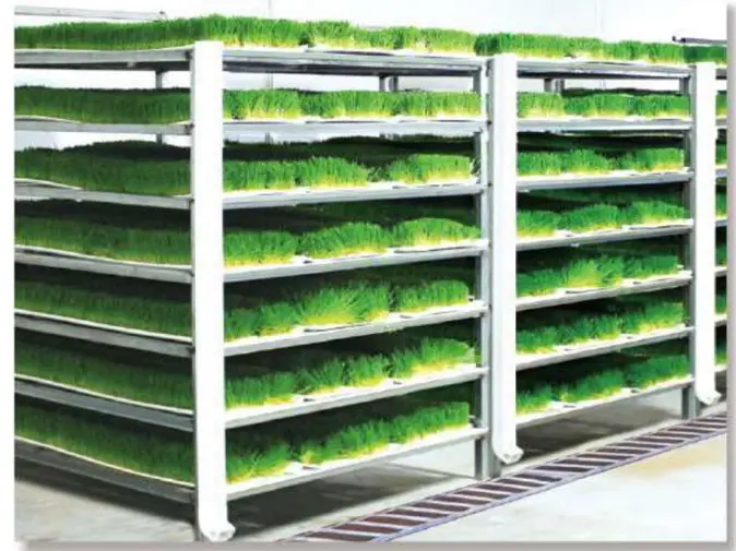 Hydroponic Fodder System