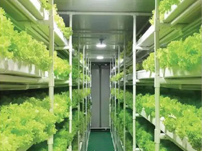 Hydroponic Container