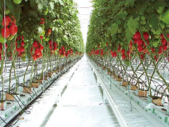 Planting Trough System