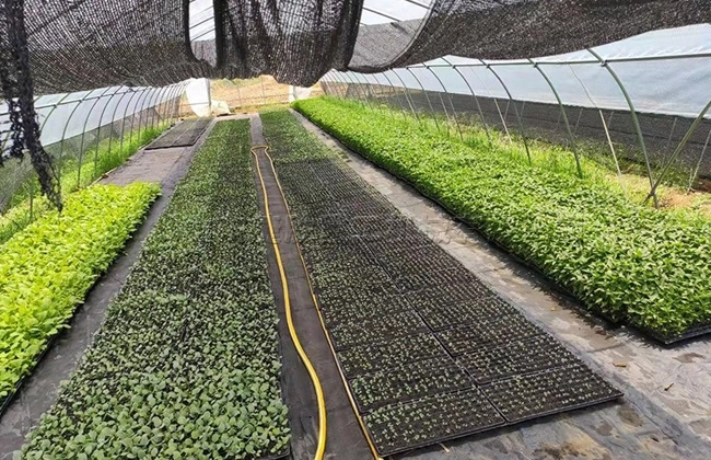 Seedling Trays and Shed Netting