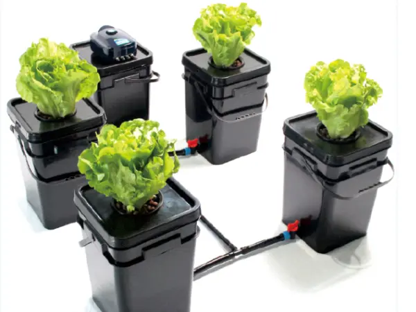 DWC Hydroponic System