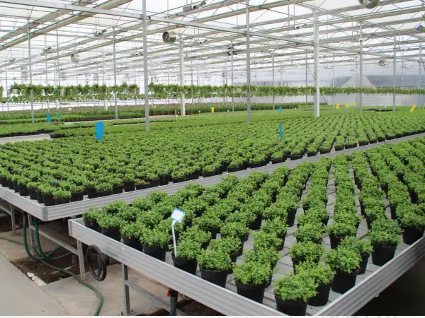 Ebb And Flow Hydroponic System