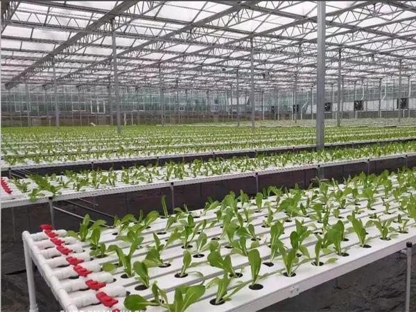 NFT Hydroponic System