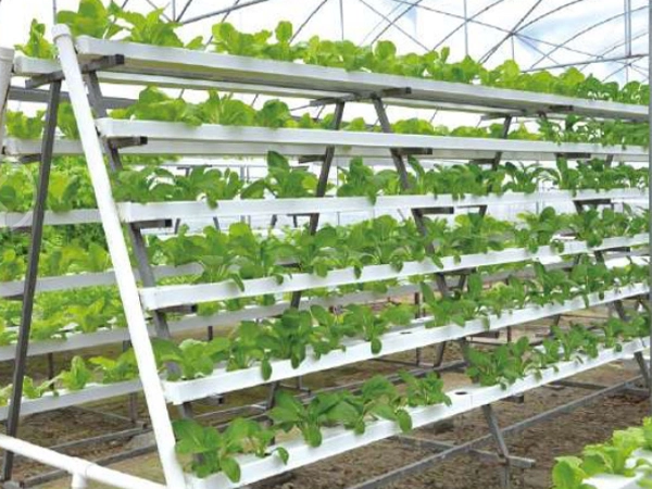 Vertical Hydroponic System