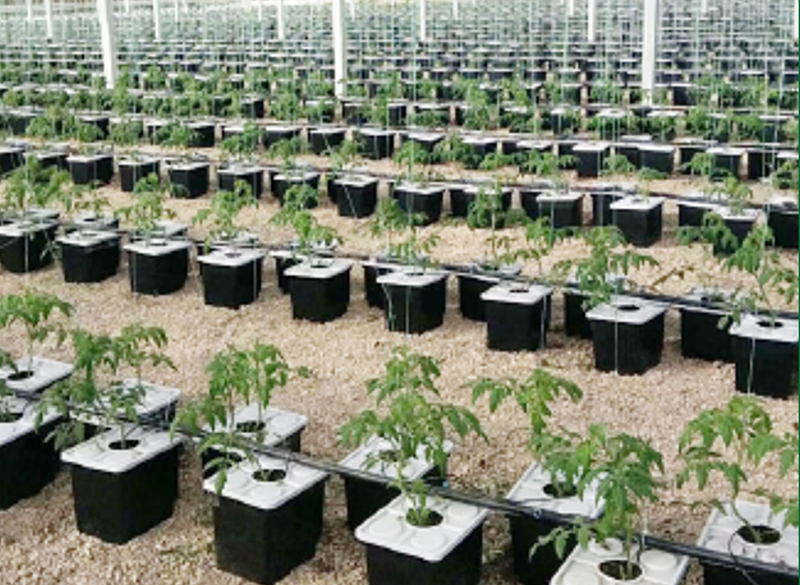 Project 2 Dutch Bucket System