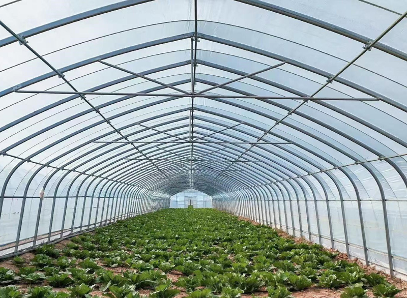 Project 5 Greenhouse Film