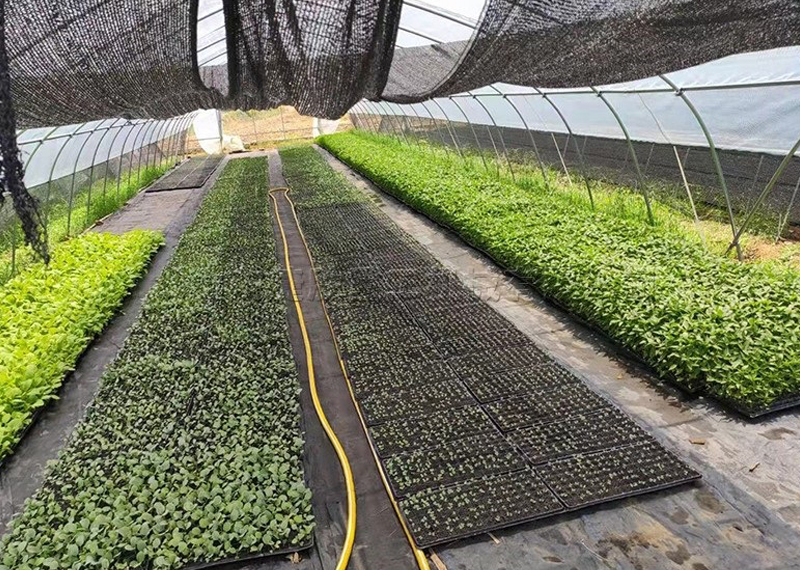 Project 6 Seedling Trays And Shed Netting For Seedling Nursery