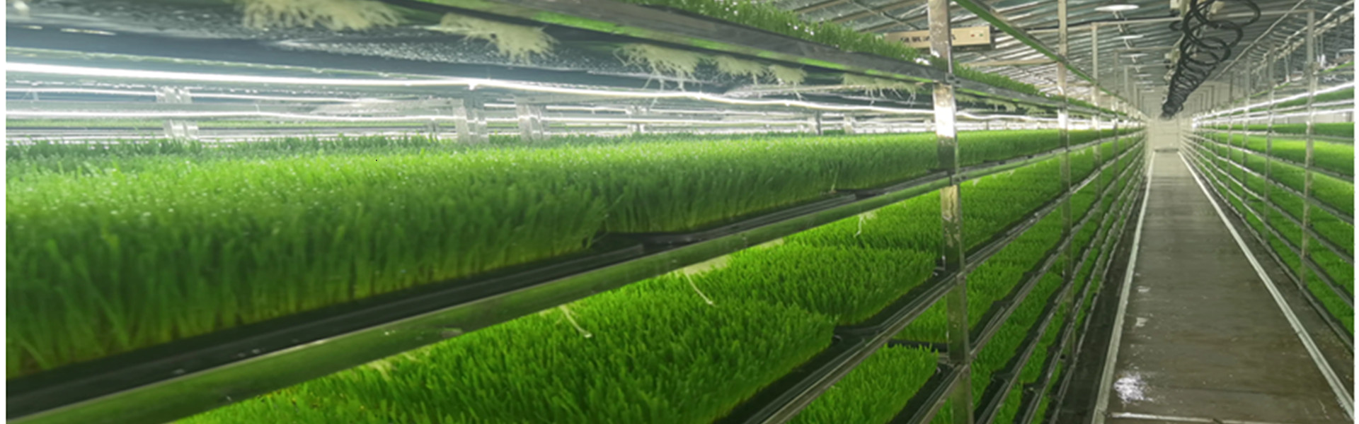 Hydroponic Fodder System