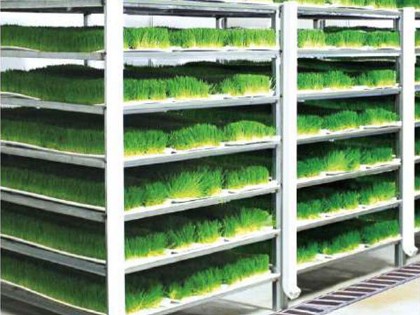 Commercial Hydroponic Fodder System