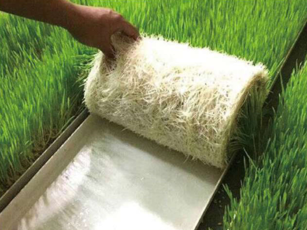 Hydroponic Fodder Tray