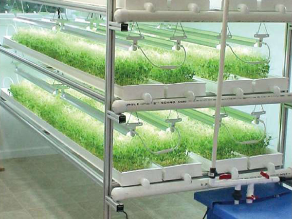 Hydroponic Microgreen System