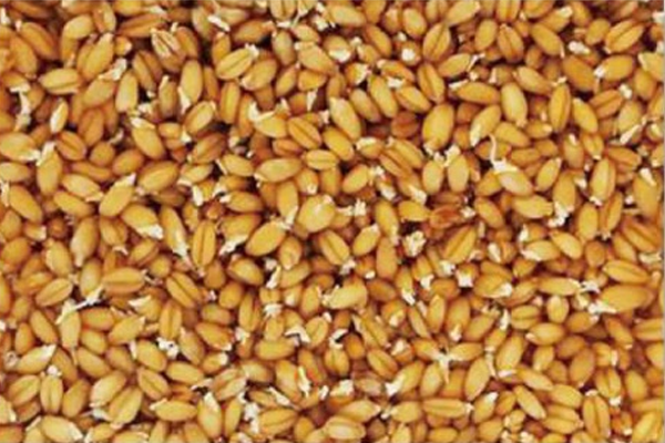 Day 1 – Soaked Grains