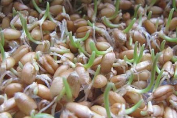 Day 2 – Initial Spouting