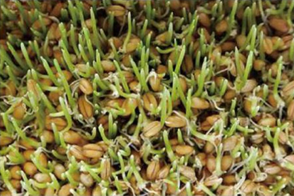 Day 3 – Initial Shoots