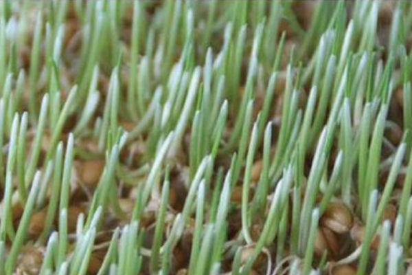 Day 4 – Root Mat / Stern Growth