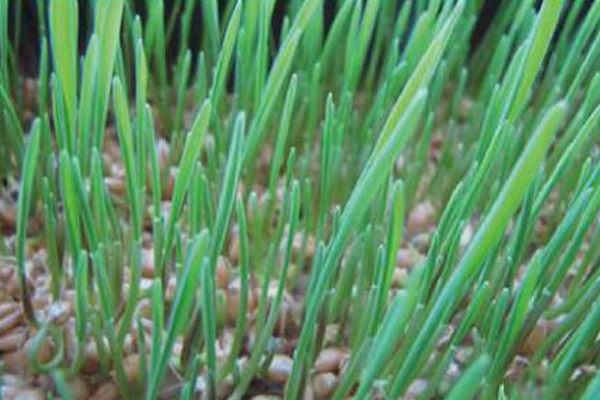 Day 5 – Root Mat / Stem Growth