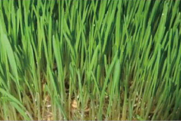 Day6 – Root Mat / Stem Growth