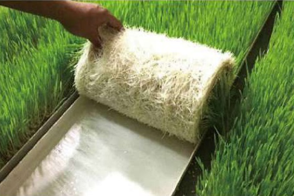 Day7 – Harvest Ready