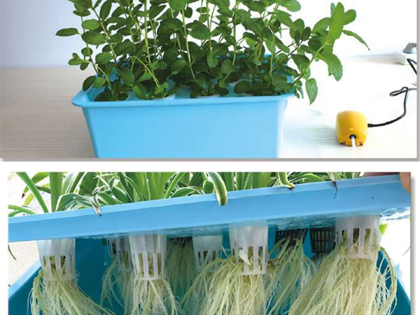 DWC Hydroponic Container