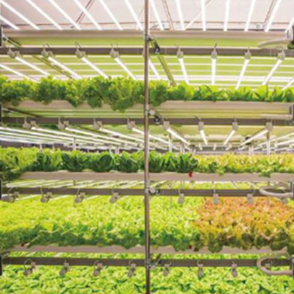 hydroponic fodder system pdf