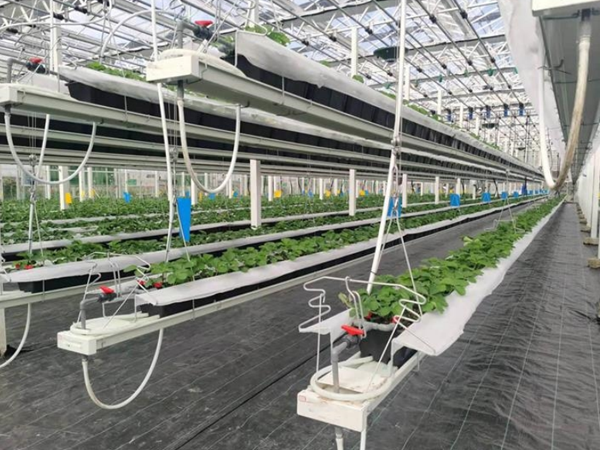 Lifting Trough Planter