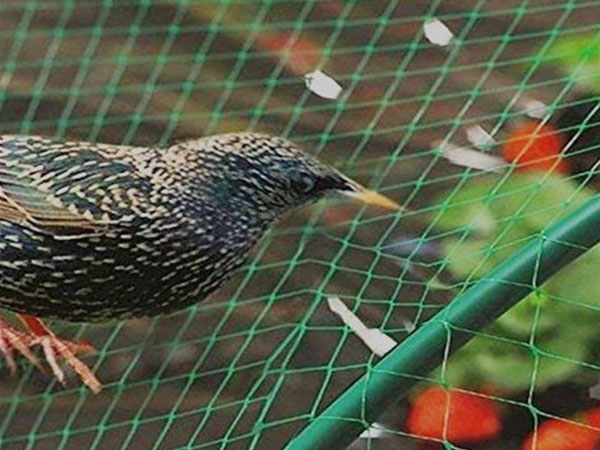 Anti-Bird Netting