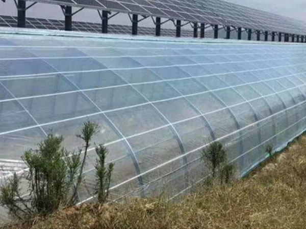 Greenhouse Film