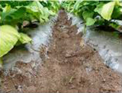 mulching-sheet-for-agriculture.jpg