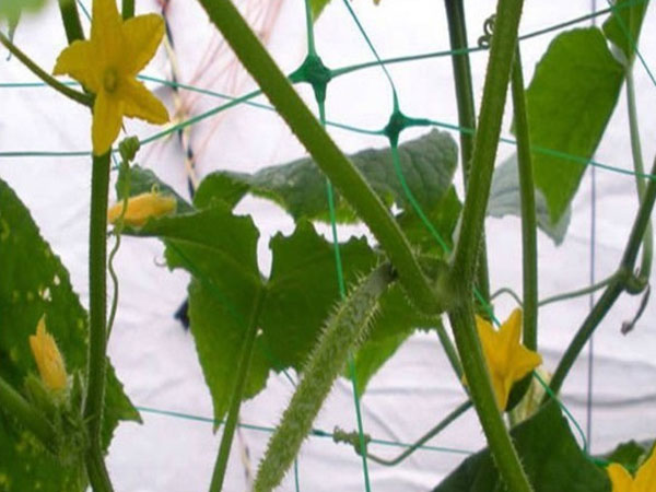 Trellis Netting