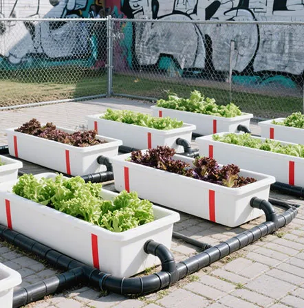 Urban Farming
