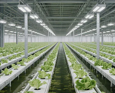Introduction of the NFT Hydroponic System