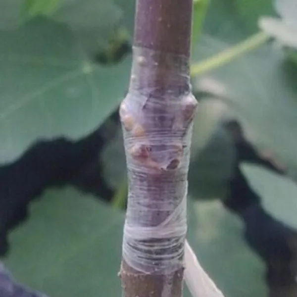 grafting tape manufacturers