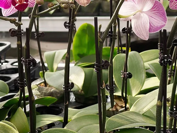 Plant Support Stakes