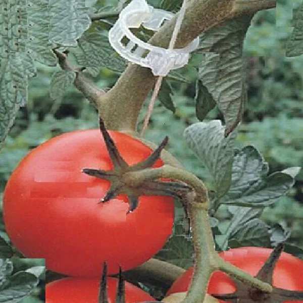 clips for holding tomato plants