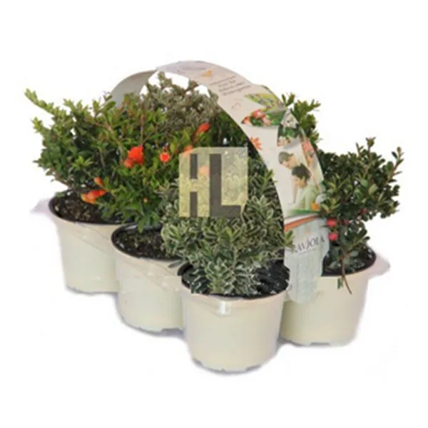 custom printed plant labels