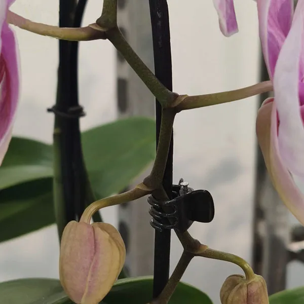 orchid plant support clips