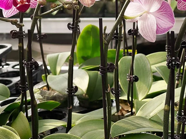 Orchid Support Sticks