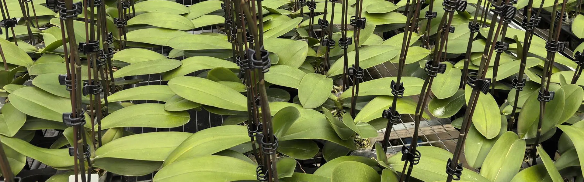 Plant Support Stakes