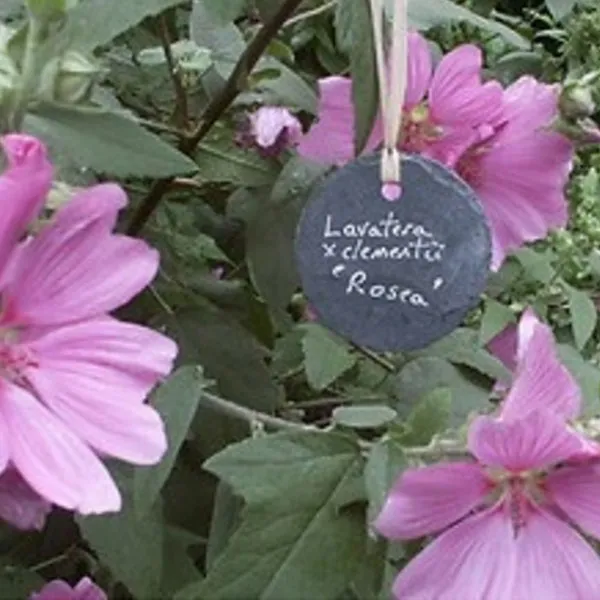 stone plant labels bulk