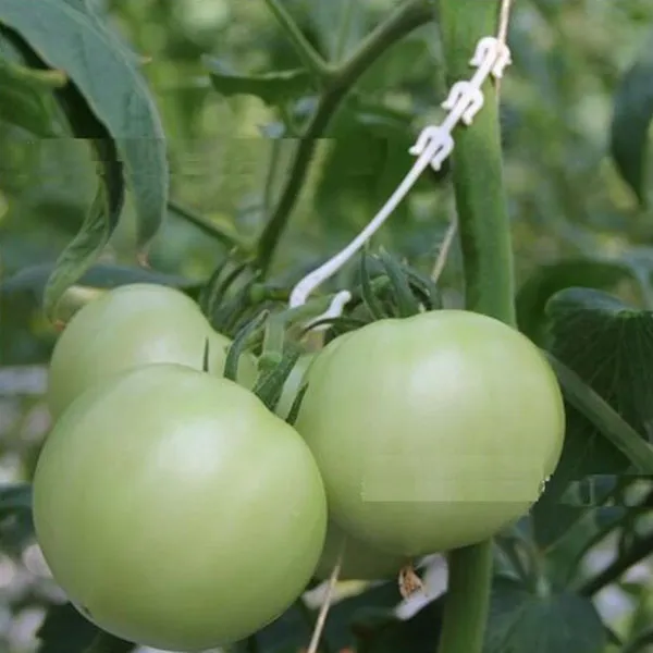tomato clips for sale