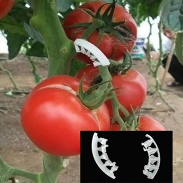 tomato plant string clips