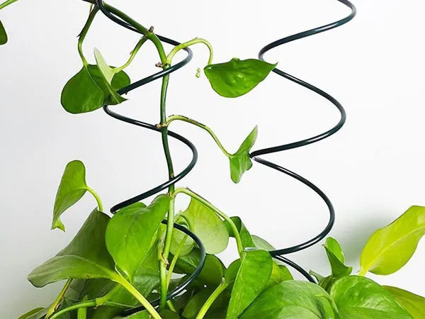 Tomato Plant Support