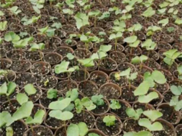 Biodegradable Flower Pot
