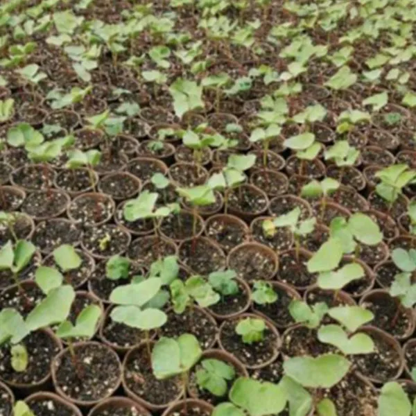 biodegradable seedling pots exporter