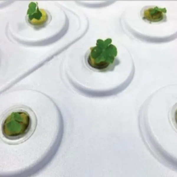 sprouting tray suppliers