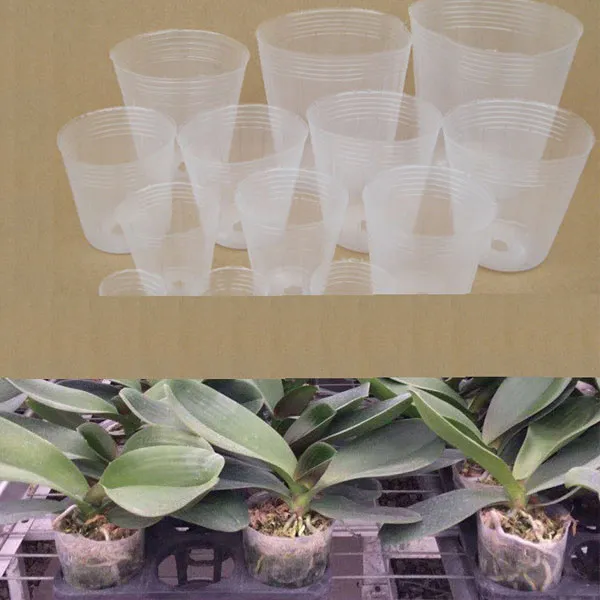 transparent seedling pots exporter