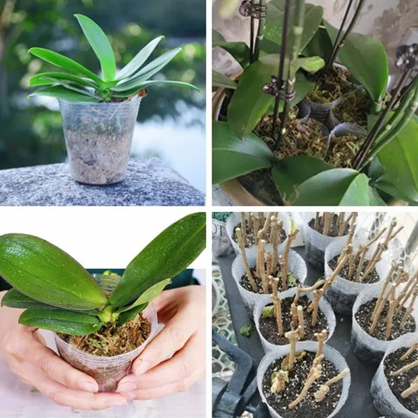 transparent seedling pots manufacturers