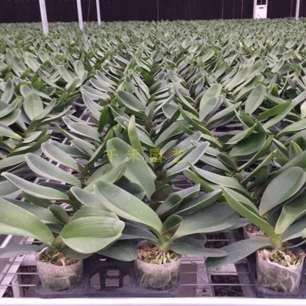 transparent seedling pots oem