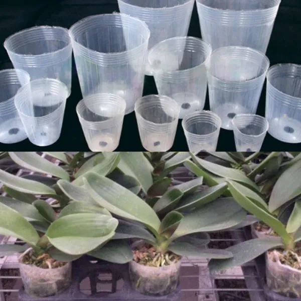 transparent seedling pots suppliers